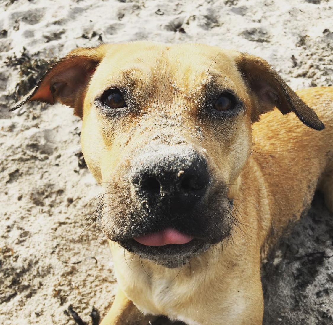 Billede af hunden Loot som sidder på en strand.