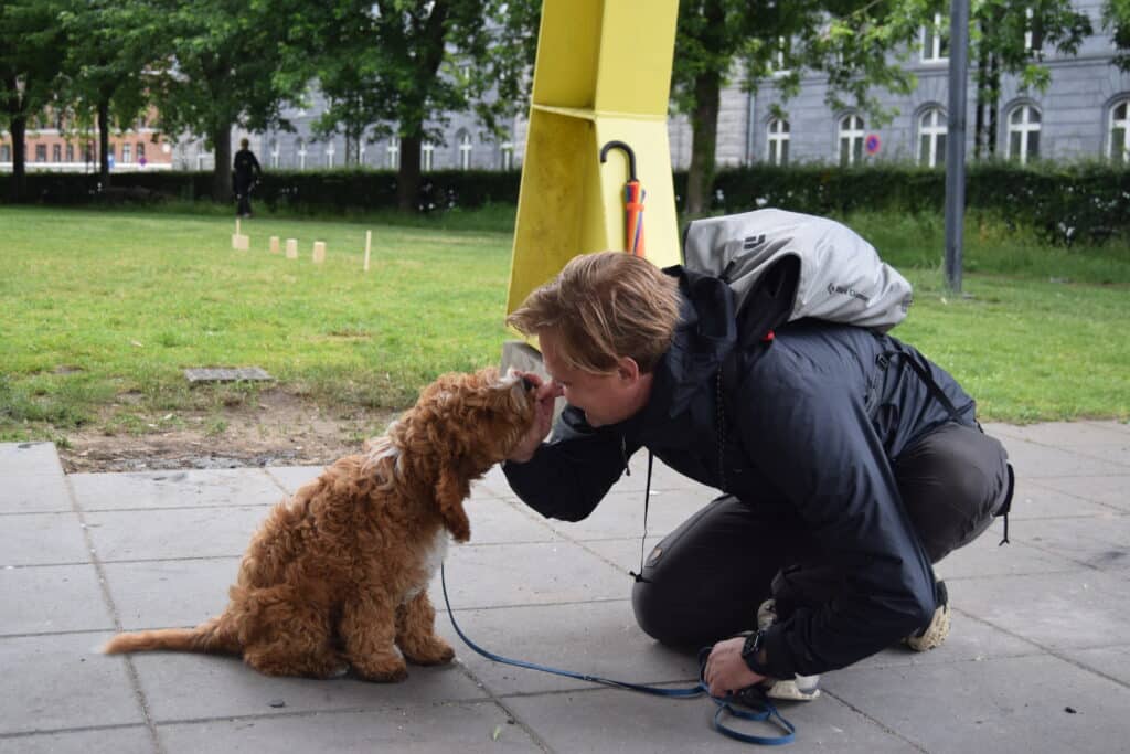 En person fra Klub Hund sidder på hug udendørs under en gul søjle og giver en godbid til en lille brun og hvid krøllet hund, der sidder foran ham. Personen bærer en mørk jakke og rygsæk, mens hunden har snor på. Situationen viser positiv hundetræning med belønning.