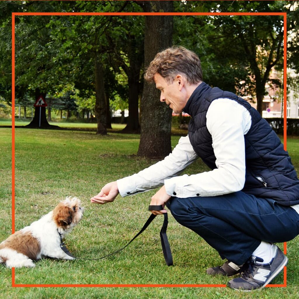 Mand laver hundetræning med en lille hvid og brun hundehvalp i en park. Han belønner hunden med en godbid, mens den sidder foran ham. Billedet er fra Klub Hunds hundetræning.