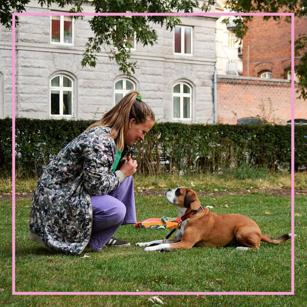 En hundeejer træner sin lille hvide og brune hund i at sidde under hundetræning hos Klub Hund. Ejeren sidder på hug og rækker hånden frem med en godbid som belønning, mens hunden holder fokus og venter tålmodigt. Situationen viser positiv forstærkning og samarbejde mellem hund og ejer.