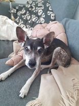 Tink, hundetræner Marias hund fra Klub Hund, ligger afslappet i sofaen på et tæppe.