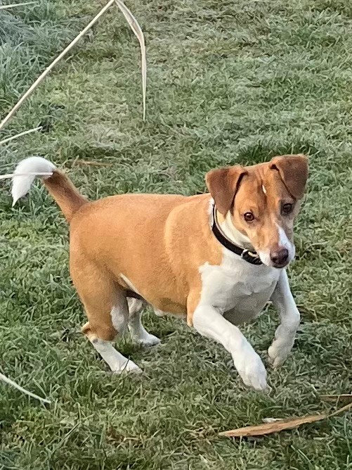 Topper - Hundetræner Ulla´s hund