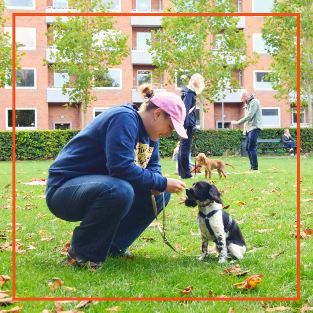 Kvinde sidder på hug og træner med sin hund til unghundetræning hos klub hund.